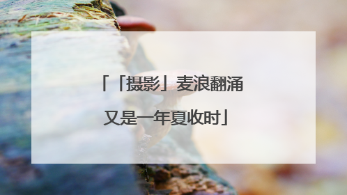 「摄影」麦浪翻涌 又是一年夏收时