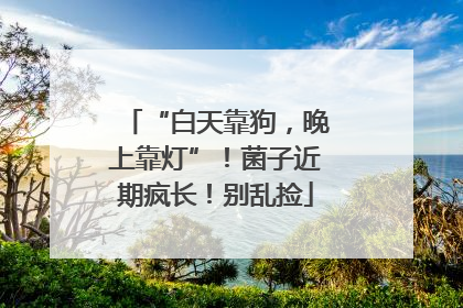 “白天靠狗，晚上靠灯”！菌子近期疯长！别乱捡