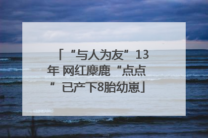 “与人为友”13年 网红麋鹿“点点”已产下8胎幼崽
