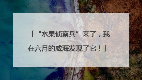 “水果侦察兵”来了，我在六月的威海发现了它！