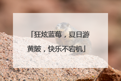 狂炫蓝莓，夏日游黄陂，快乐不宕机