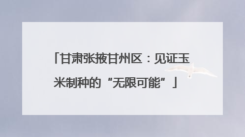 甘肃张掖甘州区：见证玉米制种的“无限可能”