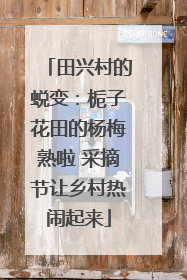 田兴村的蜕变：栀子花田的杨梅熟啦 采摘节让乡村热闹起来