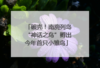 破壳！南麂列岛“神话之鸟”孵出今年首只小雏鸟