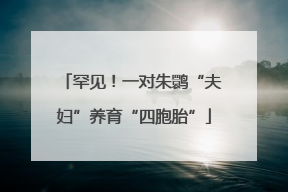 罕见！一对朱鹮“夫妇”养育“四胞胎”