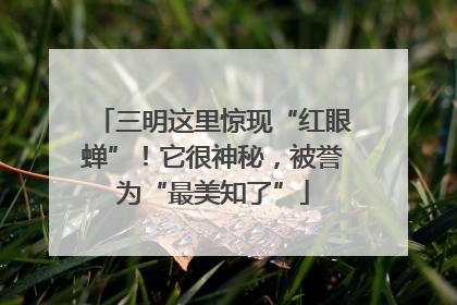 三明这里惊现“红眼蝉”！它很神秘，被誉为“最美知了”