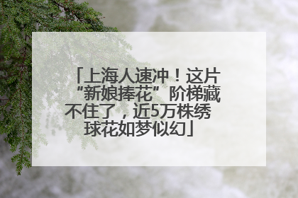 上海人速冲！这片“新娘捧花”阶梯藏不住了，近5万株绣球花如梦似幻