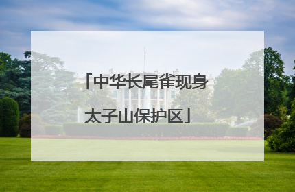 中华长尾雀现身太子山保护区