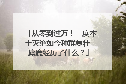 从零到过万！一度本土灭绝如今种群复壮 麋鹿经历了什么？
