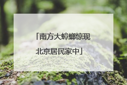 南方大蟑螂惊现北京居民家中