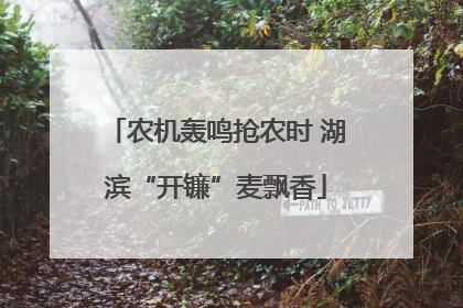 农机轰鸣抢农时 湖滨“开镰”麦飘香