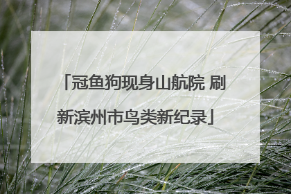 冠鱼狗现身山航院 刷新滨州市鸟类新纪录