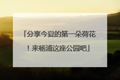 分享今夏的第一朵荷花！来杨浦这座公园吧