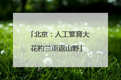 北京：人工繁育大花杓兰重返山野