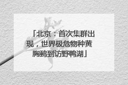 北京：首次集群出现，世界极危物种黄胸鹀到访野鸭湖