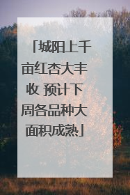城阳上千亩红杏大丰收 预计下周各品种大面积成熟