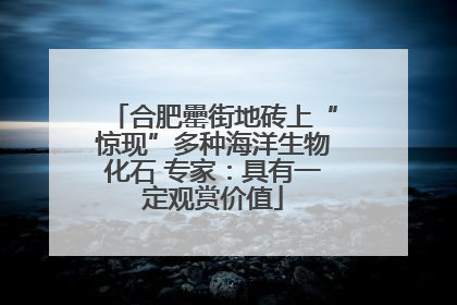 合肥罍街地砖上“惊现”多种海洋生物化石 专家：具有一定观赏价值