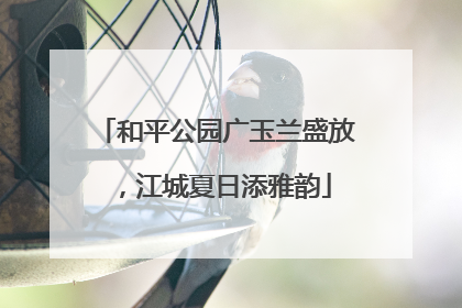 和平公园广玉兰盛放，江城夏日添雅韵