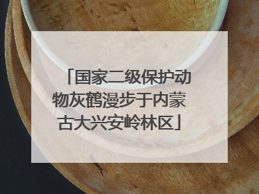 国家二级保护动物灰鹤漫步于内蒙古大兴安岭林区