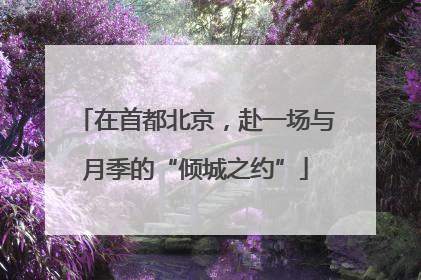 在首都北京，赴一场与月季的“倾城之约”