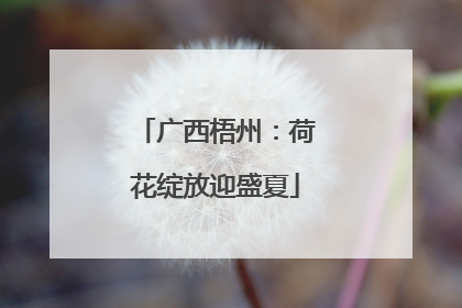 广西梧州：荷花绽放迎盛夏