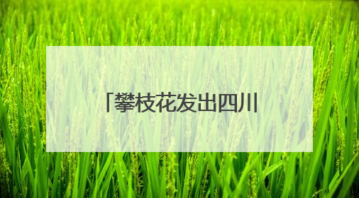 攀枝花发出四川首张“户籍人口直系亲属关系谱”