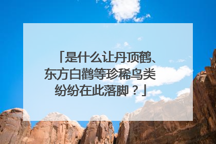 是什么让丹顶鹤、东方白鹳等珍稀鸟类纷纷在此落脚？