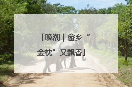 晚潮｜畲乡“金枕”又飘香