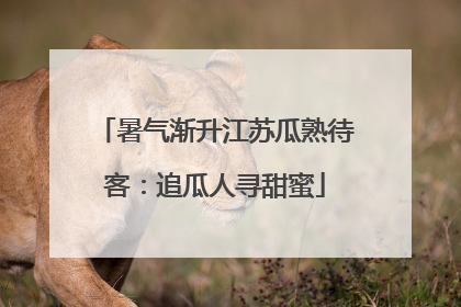 暑气渐升江苏瓜熟待客：追瓜人寻甜蜜