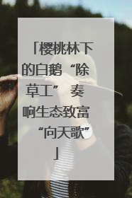 樱桃林下的白鹅“除草工” 奏响生态致富“向天歌”