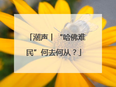 潮声丨“哈佛难民”何去何从？