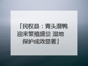 民权县：青头潜鸭迎来繁殖盛景 湿地保护成效显著