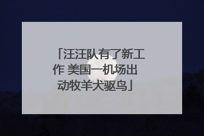 汪汪队有了新工作 美国一机场出动牧羊犬驱鸟