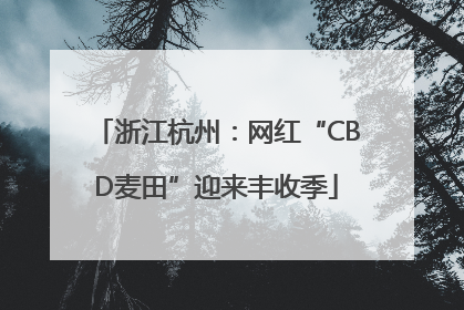 浙江杭州：网红“CBD麦田”迎来丰收季