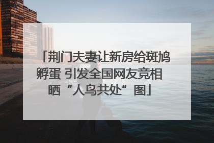 荆门夫妻让新房给斑鸠孵蛋 引发全国网友竞相晒“人鸟共处”图
