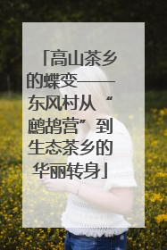 高山茶乡的蝶变——东风村从“鹧鸪营”到生态茶乡的华丽转身