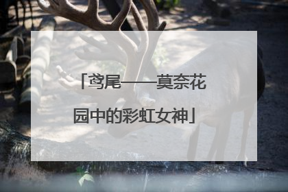 鸢尾——莫奈花园中的彩虹女神