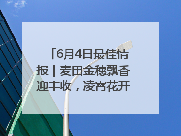 6月4日最佳情报｜麦田金穗飘香迎丰收，凌霄花开娇艳多姿！恭喜